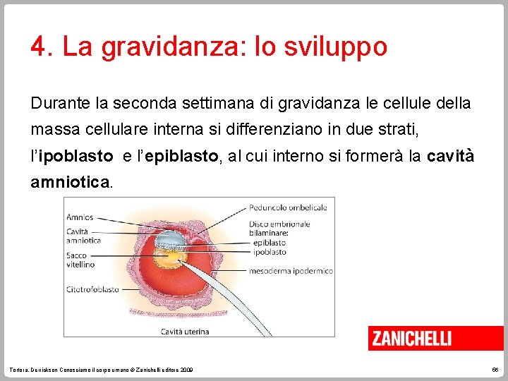 4. La gravidanza: lo sviluppo Durante la seconda settimana di gravidanza le cellule della