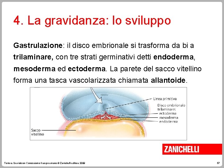 4. La gravidanza: lo sviluppo Gastrulazione: il disco embrionale si trasforma da bi a