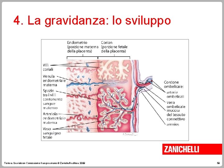 4. La gravidanza: lo sviluppo Tortora, Derrickson Conosciamo il corpo umano © Zanichelli editore