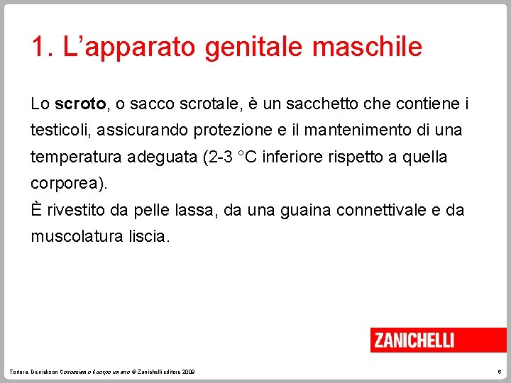 1. L’apparato genitale maschile Lo scroto, o sacco scrotale, è un sacchetto che contiene