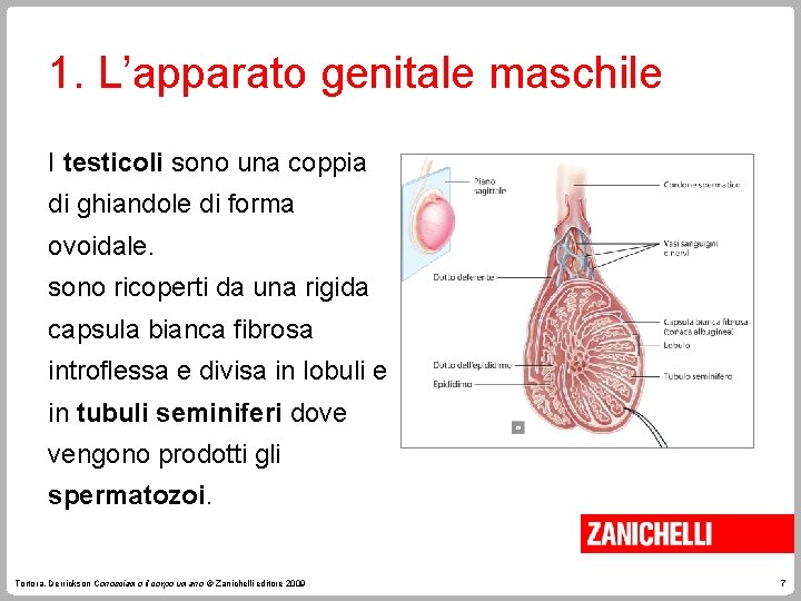 1. L’apparato genitale maschile I testicoli sono una coppia di ghiandole di forma ovoidale.