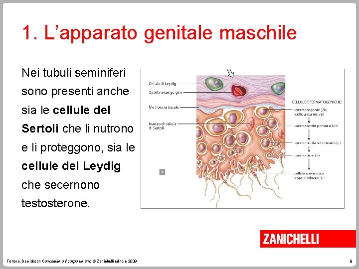 1. L’apparato genitale maschile Nei tubuli seminiferi sono presenti anche sia le cellule del