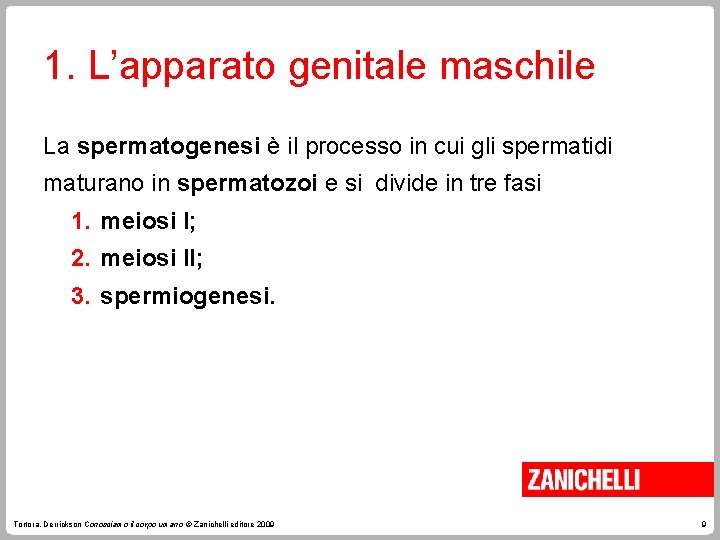 1. L’apparato genitale maschile La spermatogenesi è il processo in cui gli spermatidi maturano