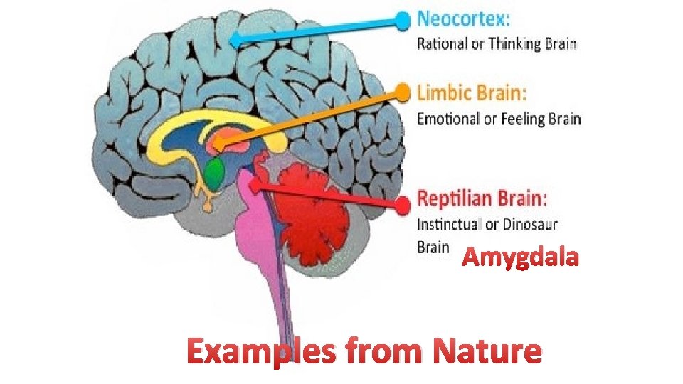 Amygdala Examples from Nature 