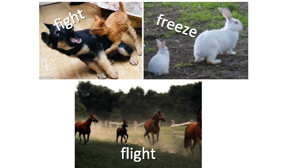 t h g fi free ze flight 