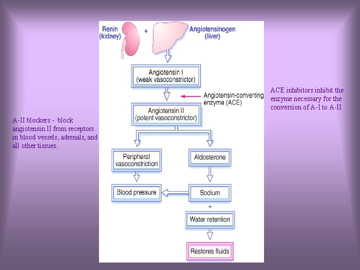 ACE inhibitors inhibit the enzyme necessary for the conversion of A-I to A-II blockers