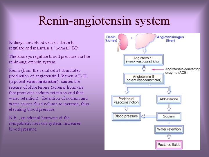 Renin-angiotensin system Kidneys and blood vessels strive to regulate and maintain a “normal” BP.