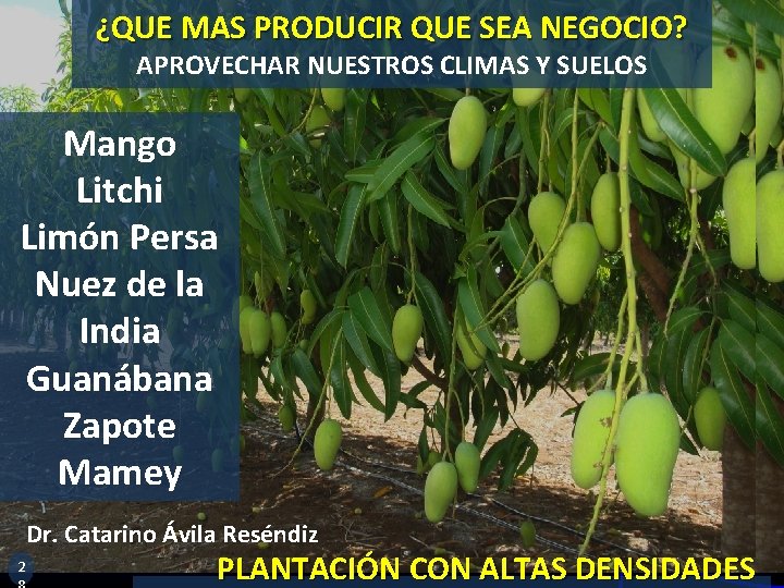 ¿QUE MAS PRODUCIR QUE SEA NEGOCIO? APROVECHAR NUESTROS CLIMAS Y SUELOS Mango Litchi Limón