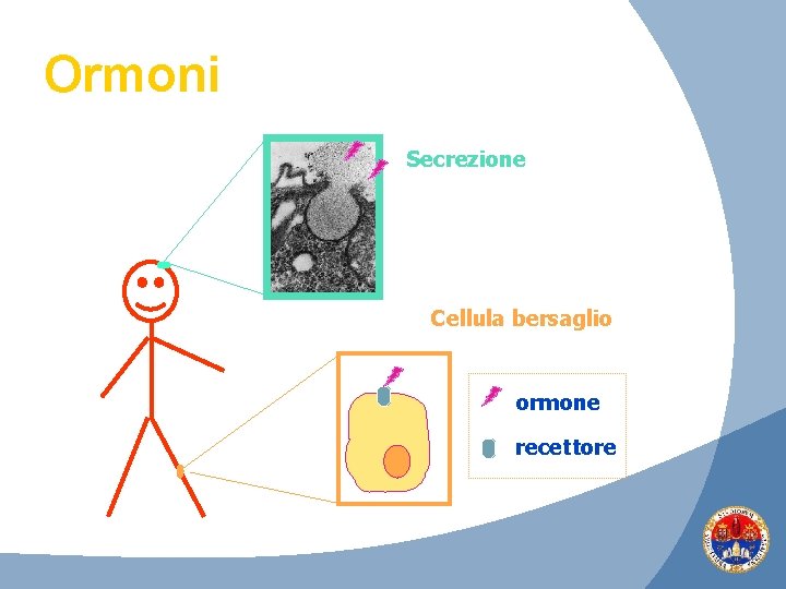 Ormoni Secrezione Cellula bersaglio ormone recettore 