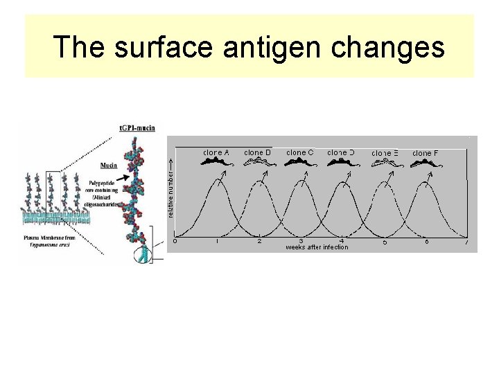 The surface antigen changes 