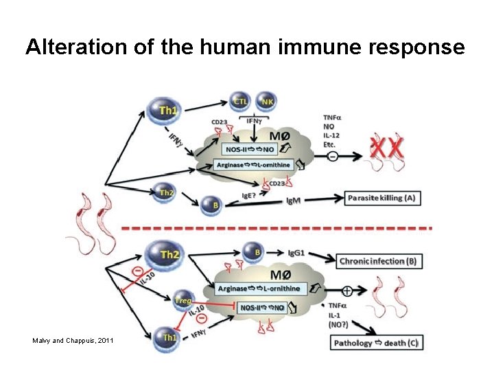 Alteration of the human immune response Malvy and Chappuis, 2011 