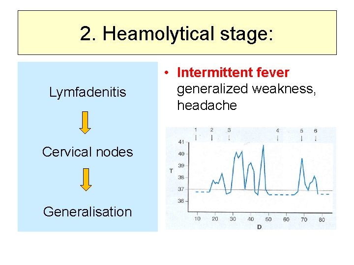 2. Heamolytical stage: Lymfadenitis Cervical nodes Generalisation • Intermittent fever generalized weakness, headache 