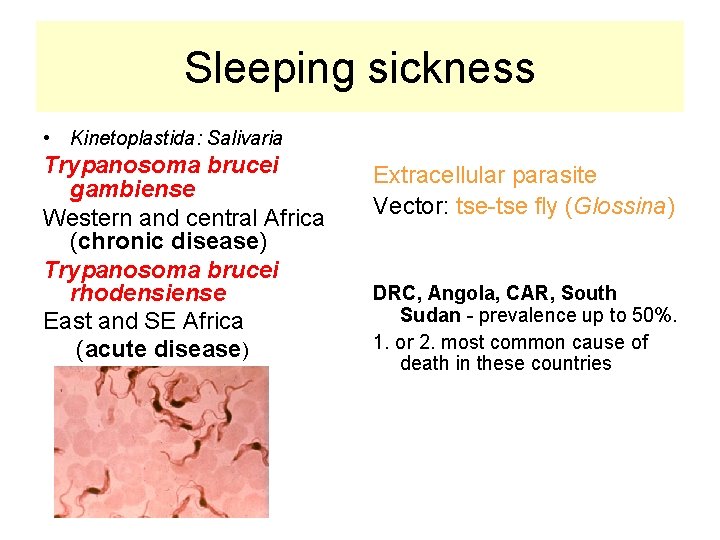 Sleeping sickness • Kinetoplastida: Salivaria Trypanosoma brucei gambiense Western and central Africa (chronic disease)