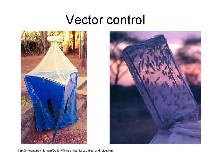 Vector control http: //influentialpoints. com/Gallery/Tsetse-flies_Louse-flies_and_Lice. htm 