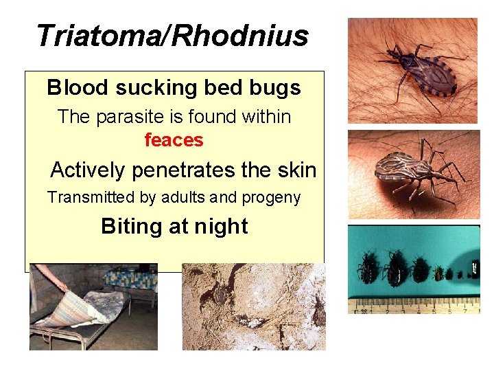 Triatoma/Rhodnius Blood sucking bed bugs The parasite is found within feaces Actively penetrates the