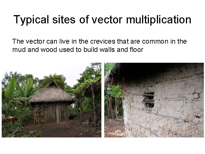 Typical sites of vector multiplication The vector can live in the crevices that are