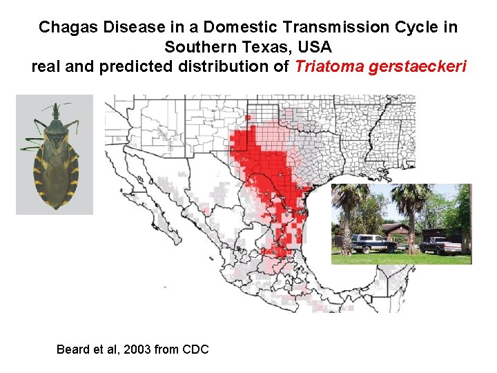 Chagas Disease in a Domestic Transmission Cycle in Southern Texas, USA real and predicted