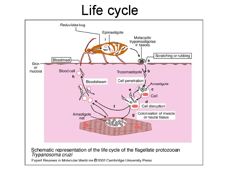 Life cycle 