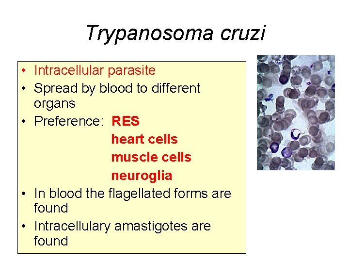 Trypanosoma cruzi • Intracellular parasite • Spread by blood to different organs • Preference: