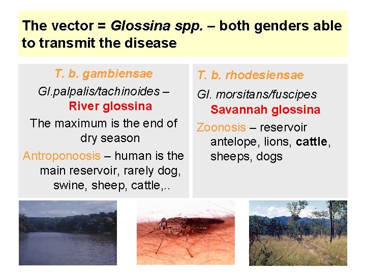 The vector = Glossina spp. – both genders able to transmit the disease T.