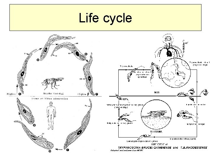 Life cycle 
