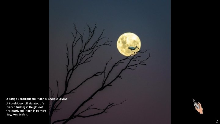 A Fork, a Spoon and the Moon © Andrew Caldwell A Royal Spoonbill sits