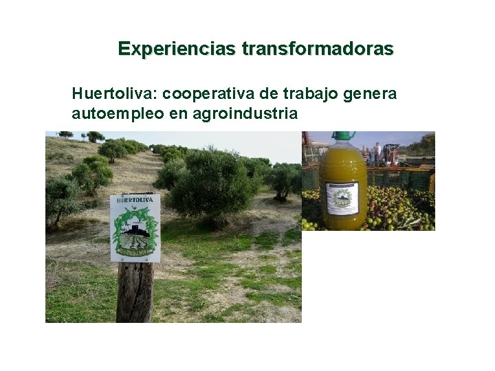 Experiencias transformadoras Huertoliva: cooperativa de trabajo genera autoempleo en agroindustria 