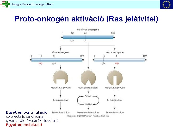 Országos Kémiai Biztonsági Intézet Proto-onkogén aktiváció (Ras jelátvitel) Egyetlen pontmutáció: colorectalis carcinoma, gyomorrák, (veserák,