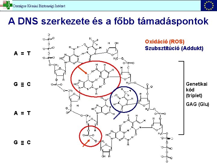 Országos Kémiai Biztonsági Intézet A DNS szerkezete és a főbb támadáspontok A = T