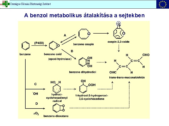 Országos Kémiai Biztonsági Intézet A benzol metabolikus átalakítása a sejtekben 