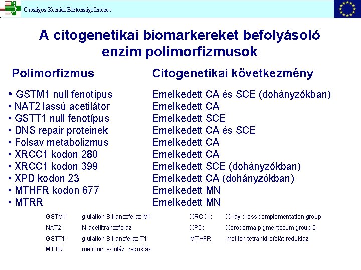 Országos Kémiai Biztonsági Intézet A citogenetikai biomarkereket befolyásoló enzim polimorfizmusok Polimorfizmus • GSTM 1