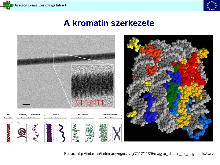 Országos Kémiai Biztonsági Intézet A kromatin szerkezete Forrás: http: //index. hu/tudomany/egeszseg/2012/11/29/magyar_attores_az_epigenetikaban/ 