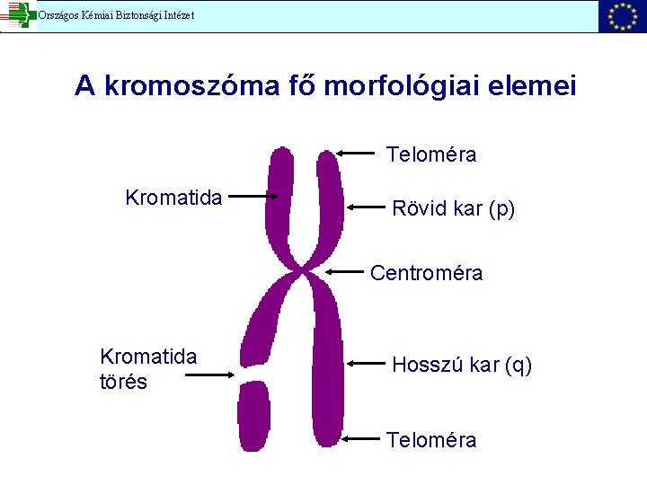 Országos Kémiai Biztonsági Intézet A kromoszóma fő morfológiai elemei Teloméra Kromatida Rövid kar (p)