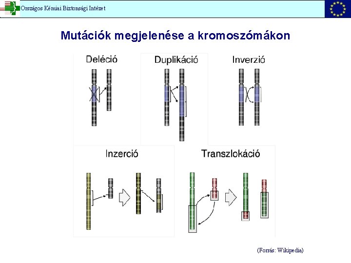 Országos Kémiai Biztonsági Intézet Mutációk megjelenése a kromoszómákon (Forrás: Wikipedia) 