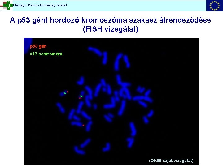Országos Kémiai Biztonsági Intézet A p 53 gént hordozó kromoszóma szakasz átrendeződése (FISH vizsgálat)