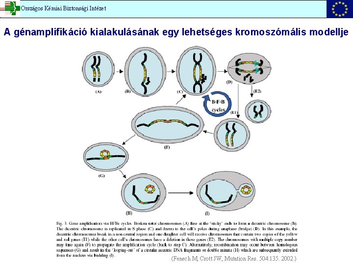 Országos Kémiai Biztonsági Intézet A génamplifikáció kialakulásának egy lehetséges kromoszómális modellje (Fenech M, Crott