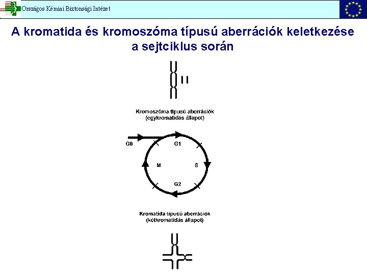 Országos Kémiai Biztonsági Intézet A kromatida és kromoszóma típusú aberrációk keletkezése a sejtciklus során