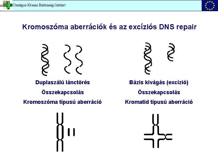 Országos Kémiai Biztonsági Intézet Kromoszóma aberrációk és az excíziós DNS repair Duplaszálú lánctörés Bázis