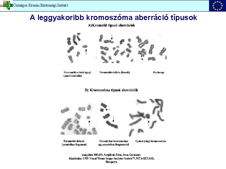 Országos Kémiai Biztonsági Intézet A leggyakoribb kromoszóma aberráció típusok 