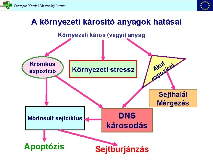 Országos Kémiai Biztonsági Intézet A környezeti károsító anyagok hatásai Környezeti káros (vegyi) anyag Krónikus