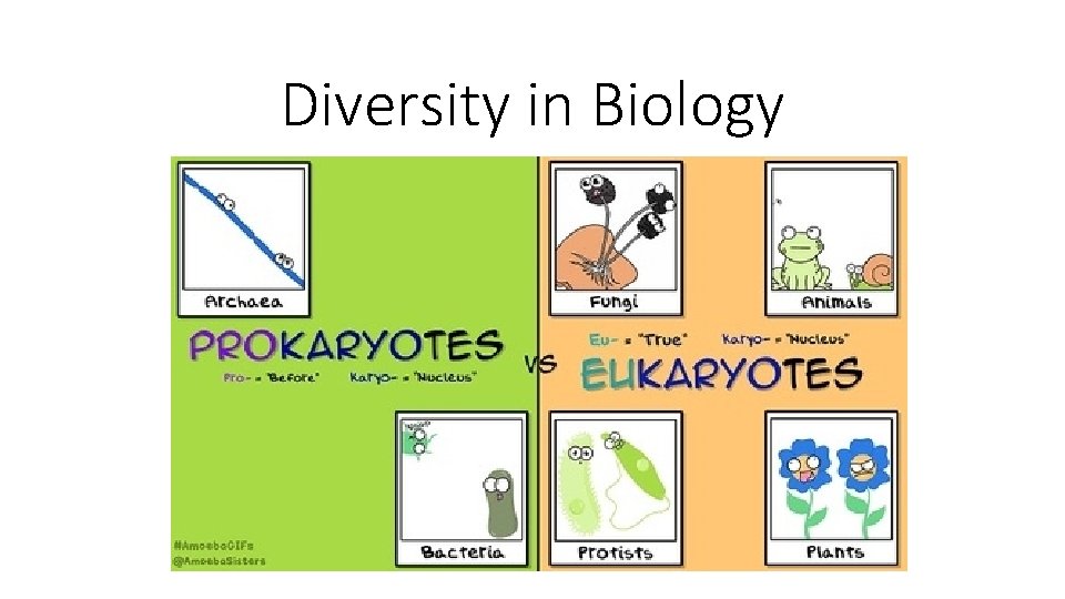 Diversity in Biology 