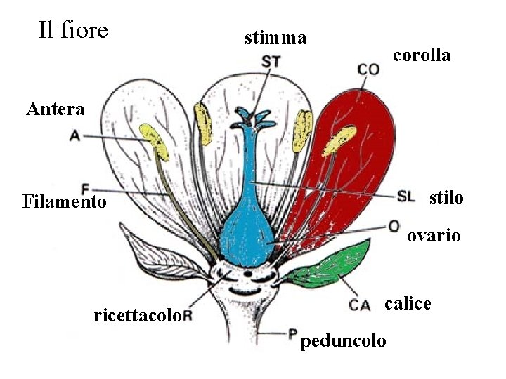 Il fiore stimma corolla Antera stilo Filamento ovario ricettacolo calice peduncolo Il fiore stimma corolla Antera stilo Filamento ovario ricettacolo calice peduncolo
