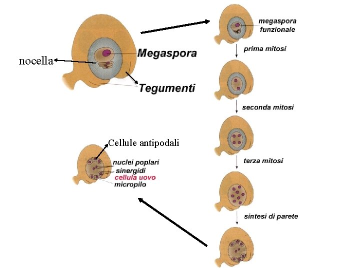 nocella Cellule antipodali nocella Cellule antipodali