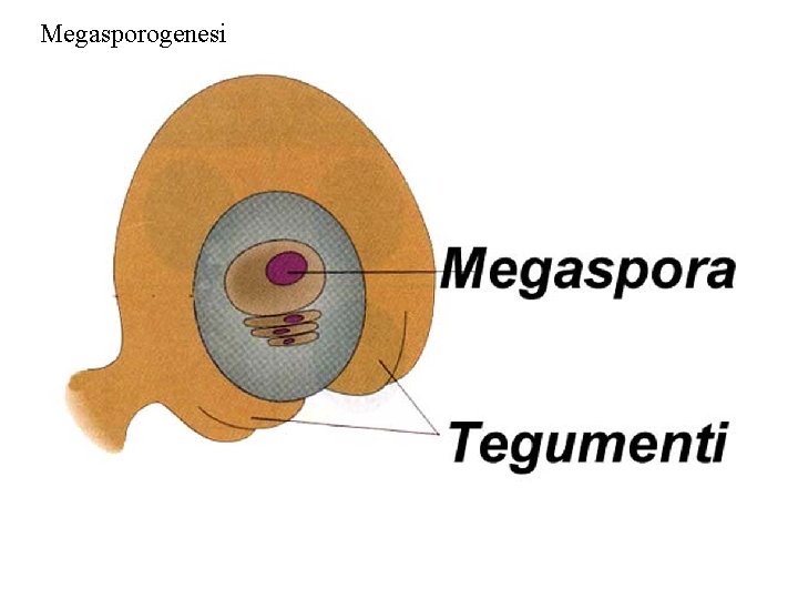Megasporogenesi Megasporogenesi