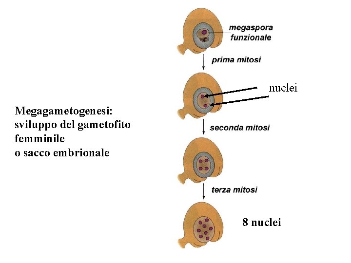 nuclei Megagametogenesi: sviluppo del gametofito femminile o sacco embrionale 8 nuclei nuclei Megagametogenesi: sviluppo del gametofito femminile o sacco embrionale 8 nuclei