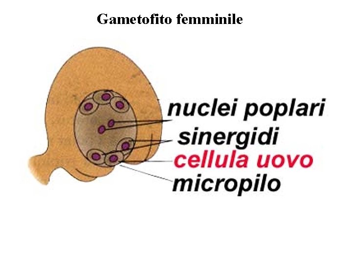 Gametofito femminile Gametofito femminile