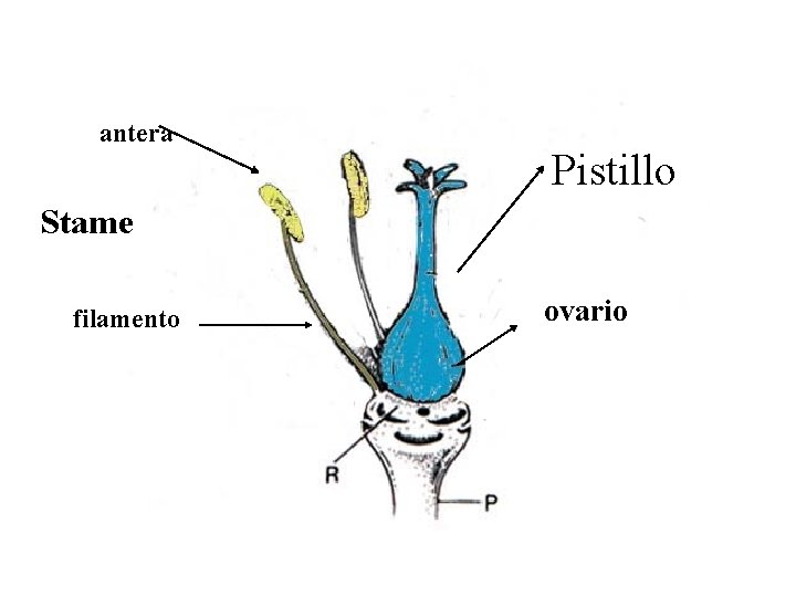 antera Pistillo Stame filamento ovario antera Pistillo Stame filamento ovario
