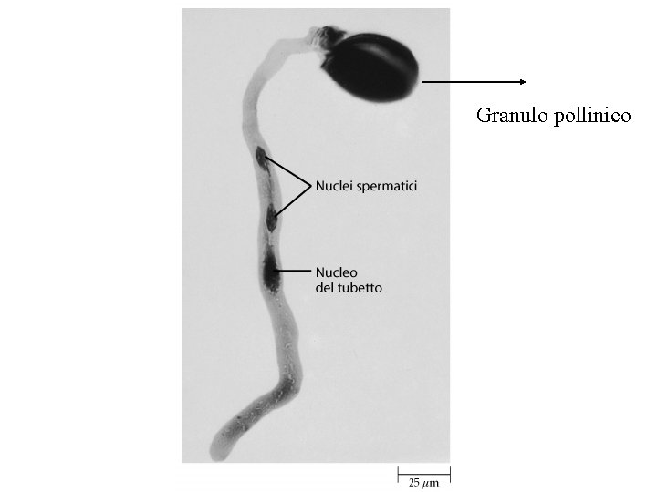 Granulo pollinico Granulo pollinico