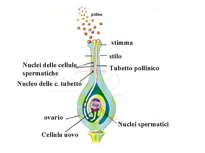 stimma stilo Nuclei delle cellule spermatiche Tubetto pollinico Nucleo delle c. tubetto ovario Cellula stimma stilo Nuclei delle cellule spermatiche Tubetto pollinico Nucleo delle c. tubetto ovario Cellula