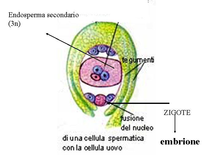 Endosperma secondario (3 n) ZIGOTE embrione Endosperma secondario (3 n) ZIGOTE embrione